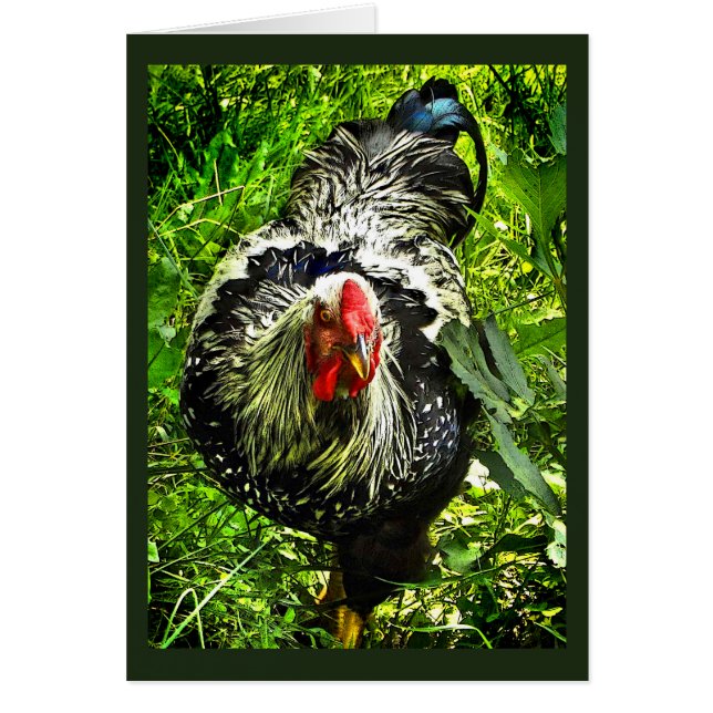 Tarjeta blanca verde de gallo plateado Wyandotte (Frente)