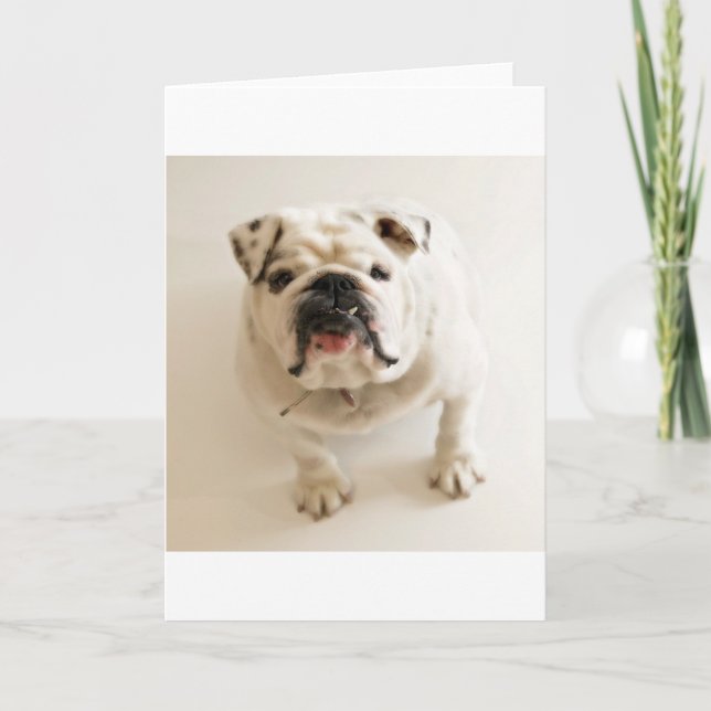 Tarjeta blanco bulldog (Anverso)