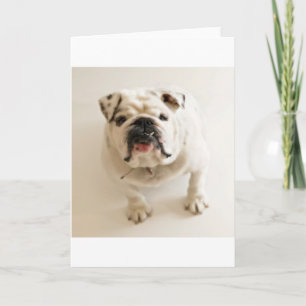 Tarjeta blanco bulldog