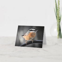 Tarjeta Blanco de Nuthatch con pechos rojos masculino dent