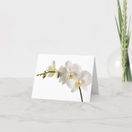Tarjeta Blanco Dendrobio Orquídea Flora Orquídea Flora Bla