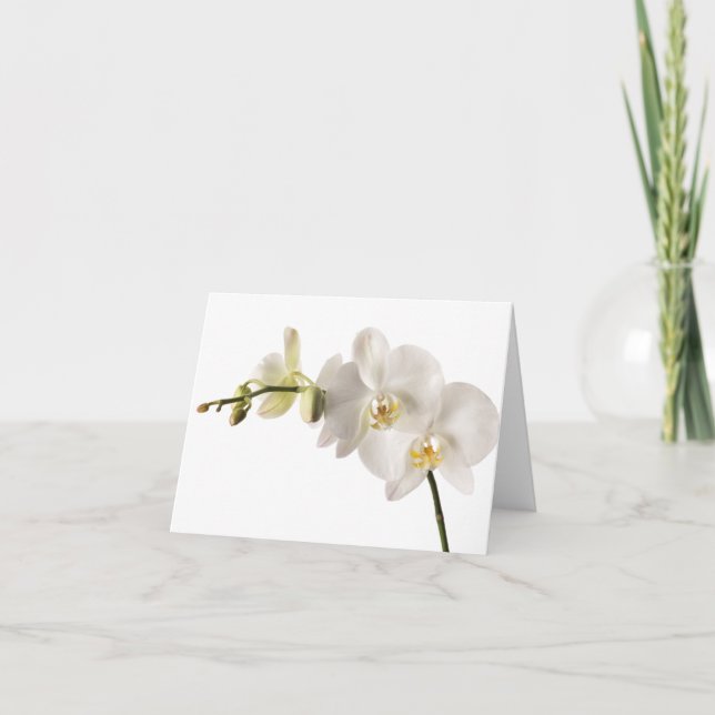 Tarjeta Blanco Dendrobio Orquídea Flora Orquídea Flora Bla (Anverso)