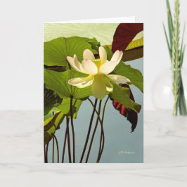 Tarjeta Blanco waterlily