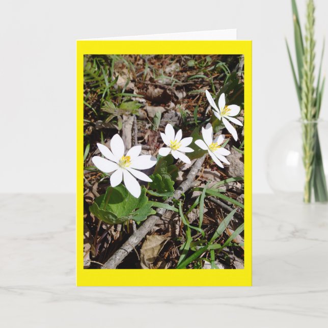 Tarjeta Bloodroot Blank Notecard (Anverso)