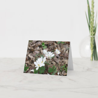 Tarjeta Bloodroot Bouquet