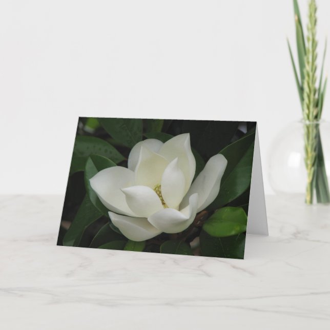 Tarjeta Bloom de Magnolia del Sur (Anverso)