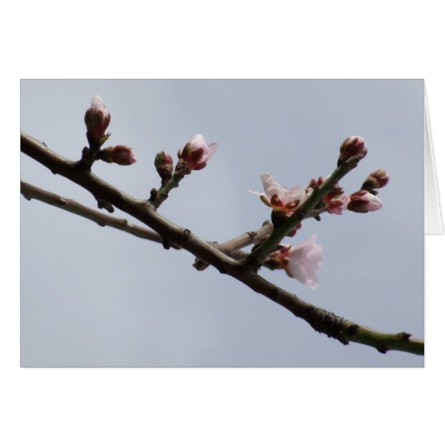 Tarjeta Blossom (Anverso (Horizontal))