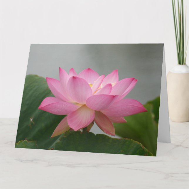 Tarjeta Blossom de Lotus rosa (Anverso)