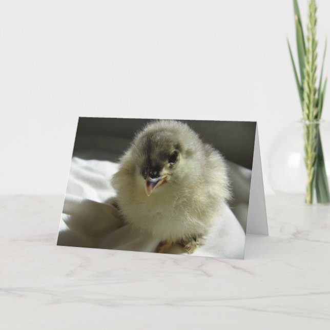 Tarjeta Blue Cochin Chick (Anverso)