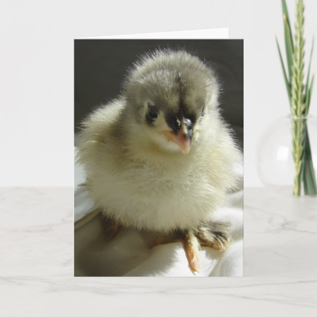 Tarjeta Blue Cochin Chick (Anverso)