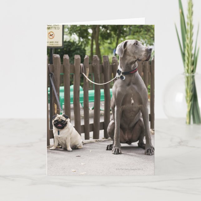 Tarjeta Blue Great Dane y pug dogs con correa (Anverso)