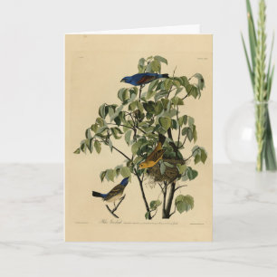 Tarjeta Blue Grosbeak from Audubon's Birds of America