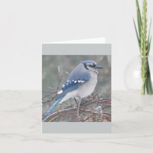 Tarjeta Blue Jay on tree branch