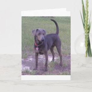 Tarjeta blue lacy completo