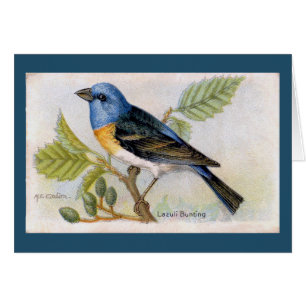 Tarjeta Blue Lazuli Bunting Bird