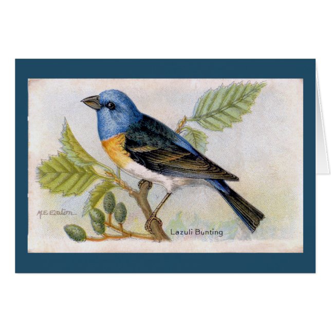 Tarjeta Blue Lazuli Bunting Bird (Anverso (Horizontal))