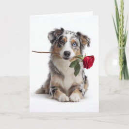Tarjeta Blue Merle Aussie San Valentín – Amor Devoto