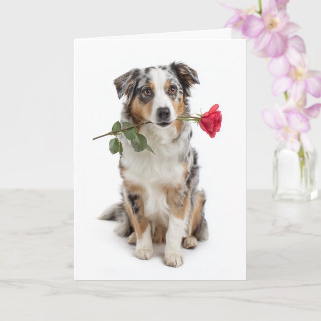 Tarjeta Blue Merle Aussie San Valentín – Amor Devoto (Orquídea)