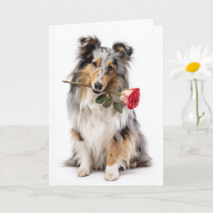 Tarjeta Blue Merle Sheltie San Valentín – Devoción Suave