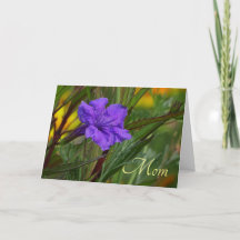 Blue Mexican Petunia Flower Flower Mother's Day