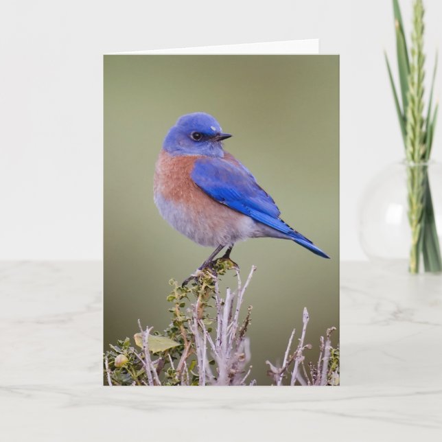 Tarjeta Bluebird occidental (Anverso)