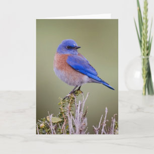 Tarjeta Bluebird occidental
