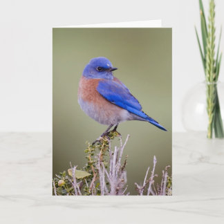 Tarjeta Bluebird occidental