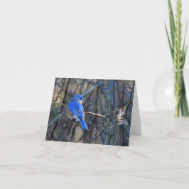 Tarjeta Bluebird of Happiness Greeting Card