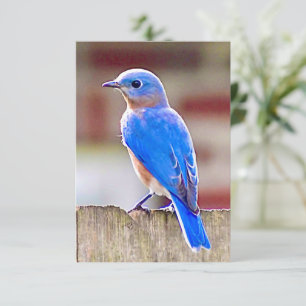 Tarjeta Bluebird Tarjeta de nota natural