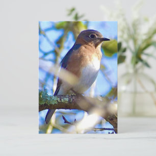 Tarjeta Bluebird Tarjeta de nota natural