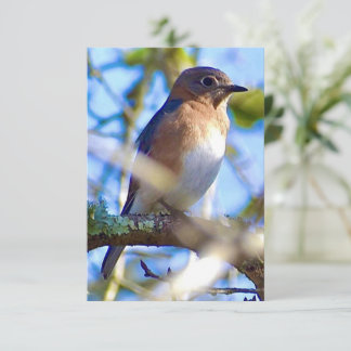 Tarjeta Bluebird Tarjeta de nota natural