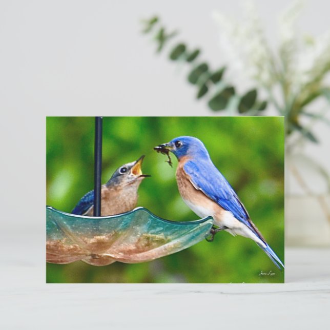 Tarjeta Bluebird Tarjeta de nota natural (Anverso de pie)
