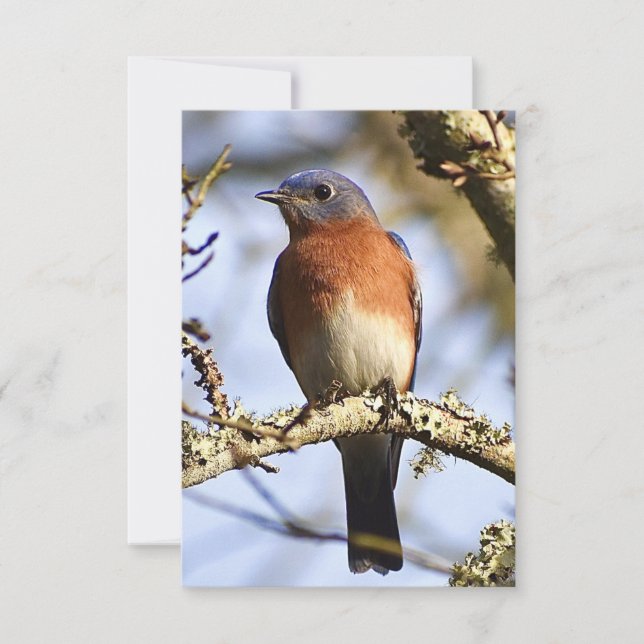 Tarjeta Bluebird Tarjeta de nota natural (Anverso)