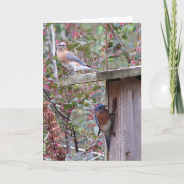 Tarjeta Bluebirds Primaveral (Anverso)