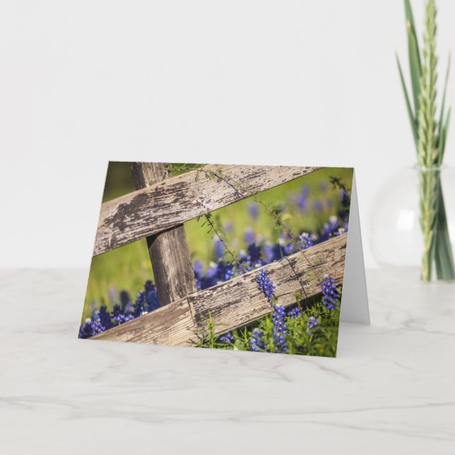 Tarjeta Bluebonnets de Tejas alrededor de una cerca del (Anverso)