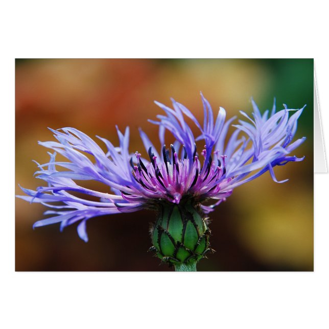 Tarjeta Bluet de montaña (Anverso (Horizontal))