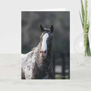 Tarjeta Bob Langrish   Apaloosa Headshot