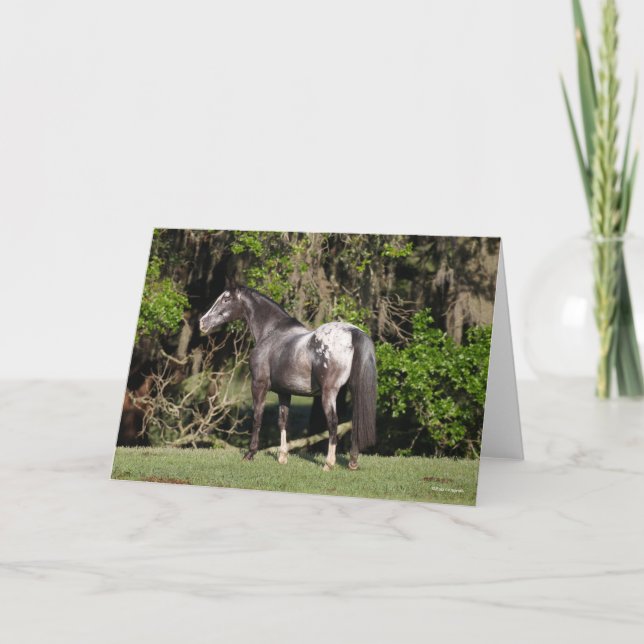 Tarjeta Bob Langrish | Appaloosa Standing (Anverso)