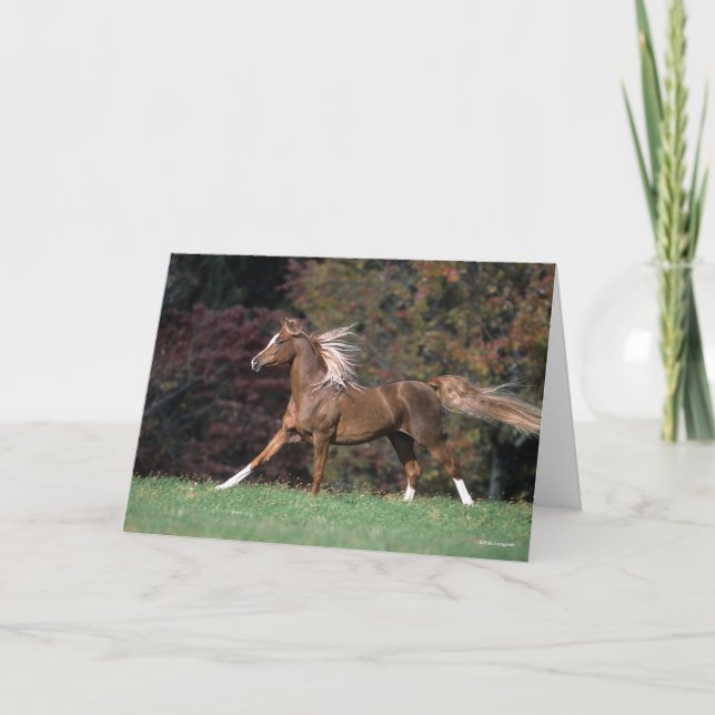 Tarjeta Bob Langrish | Arroz de Stallion Mane y cola árabe (Anverso)