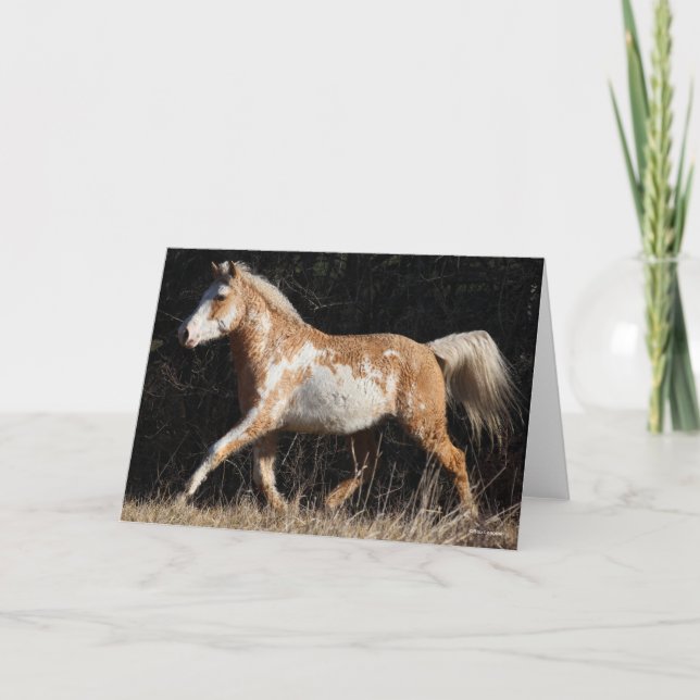 Tarjeta Bob Langrish Bashkir Curly Horse Stallion Caminand (Anverso)