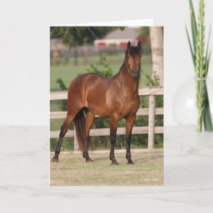 Tarjeta Bob Langrish   Bay Andalucía