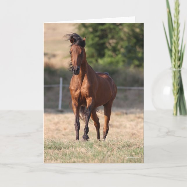 Tarjeta Bob Langrish | Bay Arab Standing Mane Blowing (Anverso)