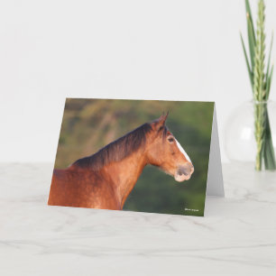 Tarjeta Bob Langrish   Bay Clydesdale Headshot