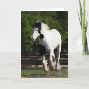 Tarjeta Bob Langrish Black and White Gypsy Vanner Running