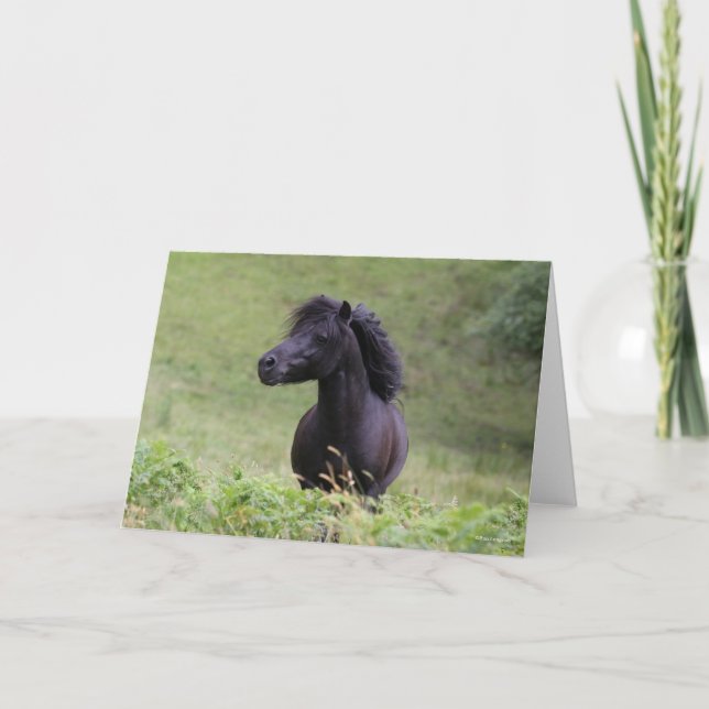 Tarjeta Bob Langrish Black Shetland Pony Stallion Headshot (Anverso)