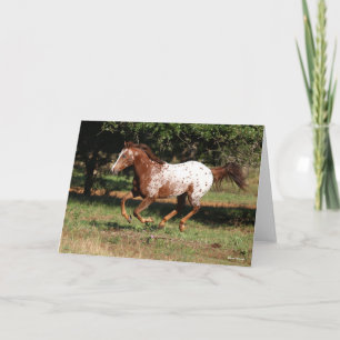 Tarjeta Bob Langrish   Caballo Appaloosa en carrera
