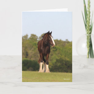 Tarjeta Bob Langrish   Caballo De Camisas En Campo
