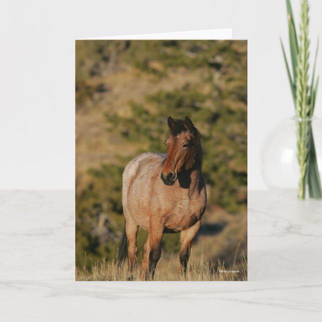 Tarjeta Bob Langrish | Caballo de Mustang (Anverso)