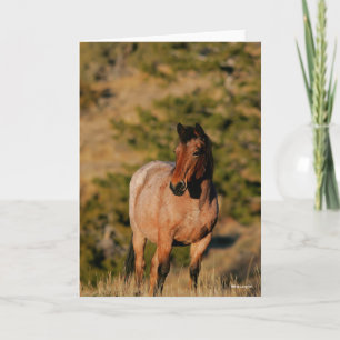 Tarjeta Bob Langrish   Caballo de Mustang