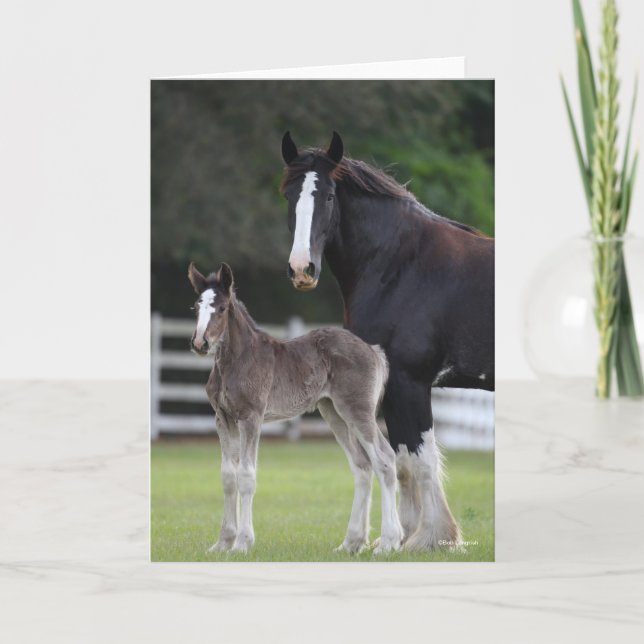 Tarjeta Bob Langrish | Caballo de Shire Mare y pie de cama (Anverso)